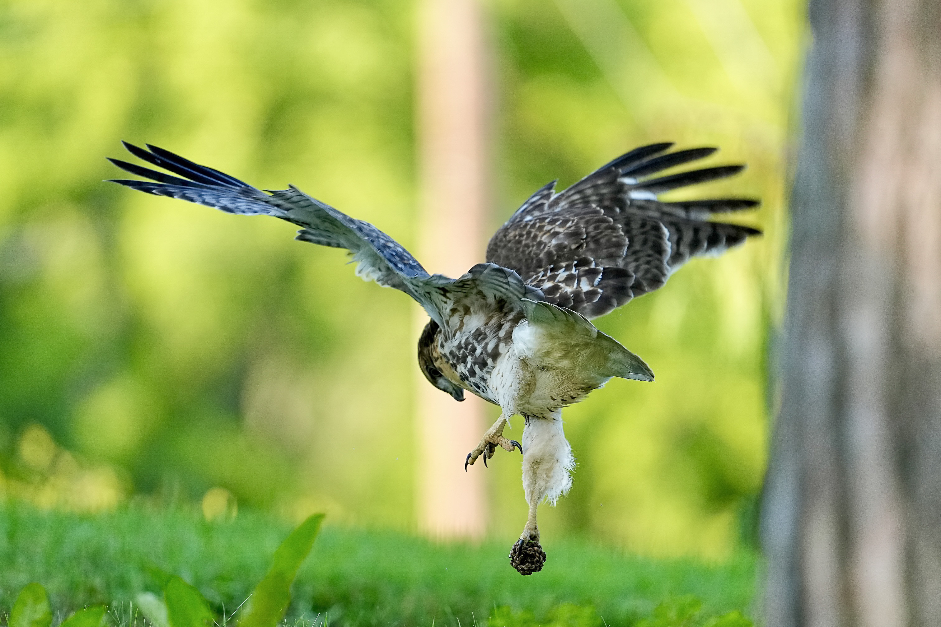 Red-tailed Hawks O1 and O2